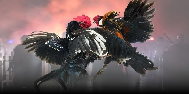 Đá Gà Sunwin – Sân Chơi Đẳng Cấp Cho Tín Đồ Đá Gà Trực Tuyến